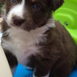 Miniature Australian Shepherd Puppies from Blue Skye's Miniature Australian Shepherds