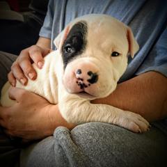 Boy 1 - Dogo Argentino puppy in Pueblo, Colorado from Palace Guard Dogos