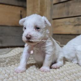 AKC tiny tot pink collar - White female Miniature Schnauzer puppy in Greencastle, Indiana from Tiny Tushy Lodge