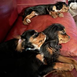 Cavalier King Charles Spaniel Puppies from Herrmann’s Royal Court of Cavalier King Charles Spaniel