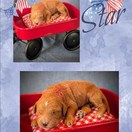 Star - Apricot female Goldendoodle puppy in Coarsegold, California from Hobbit Hollow Acres