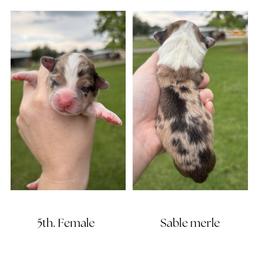 5th Female - Sable merle and white female American Corgi puppy in Foreman Ar., Arkansas from Grassy Lake Corgis