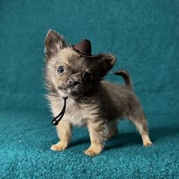 Chihuahua Puppies from Walley Farms