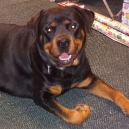Rottweilers from Katrina McElroy