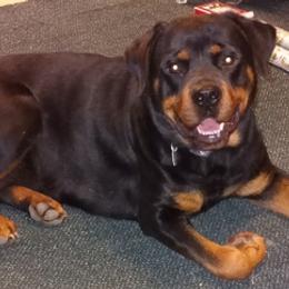 Rottweilers from Katrina McElroy