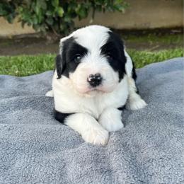 Spot 3000 - Black and white male Sheepadoodle puppy in Los Angeles, California from Exquisite Doodles
