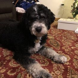 Tilly - Bernedoodle