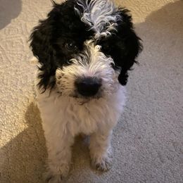 Bernedoodle, Goldendoodle, and Labradoodle Puppies from Riverhouse Doodles