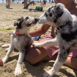 Border Collie Puppies from SoCal Border Collies