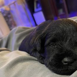 Boy 1 - Miniature Schnauzer puppy in Upland, California from Rising Minis of Upland
