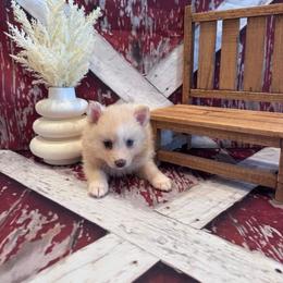 Claire - Black and white female Pomsky puppy in Bucyrus, Missouri from Hill Top Pomskies