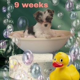 Peach Girl - Parti female Yorkshire Terrier puppy in Inverness, Florida from Luvayorkie&more