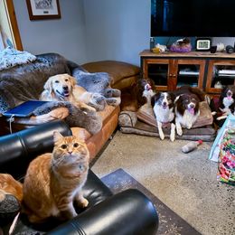 Australian Shepherd All Grown Up from BWild Australian Shepherds