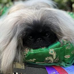 Pekingese puppies from Andrea Johnson Pekingese
