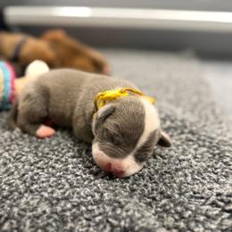 Yellow Collar Female - Blue female American Pit Bull Terrier puppy in Pensacola, Florida from Alpha Alliance Kennels