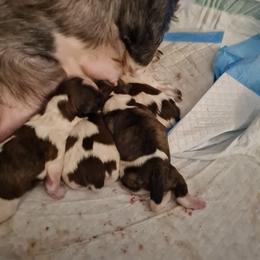 Boy 6 - Brindle and white male Shih Tzu puppy in Bethlehem, Pennsylvania from Cinnamon's Shih Tzus