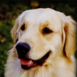 Golden Retrievers from Magicshades Golden Retrievers