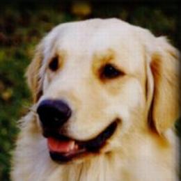 Golden Retrievers from Magicshades Golden Retrievers