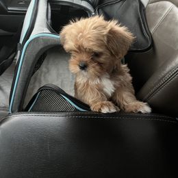 Boy 3 - Black gold and white male Shorkie puppy in San Tan Valley, Arizona from Great Mates