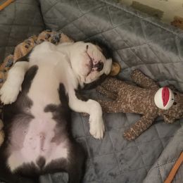 Boston Terrier Puppies from I Love Pups