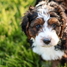 Bernedoodles and Goldendoodles from Vandenbark Doodles