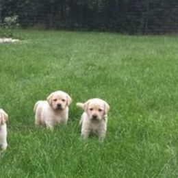 Labrador Retrievers from Evermor Labradors