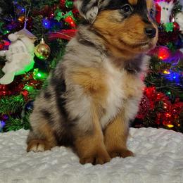 Cranberry - Blue merle female Miniature Australian Shepherd puppy in Muskogee, Oklahoma from Tagalong Lane Australian shepherds
