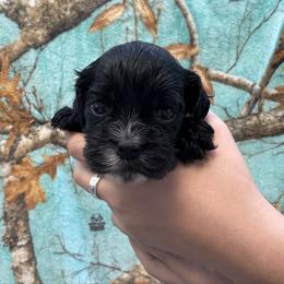 Girl 3 - Hot Pink - Black and white female Cocker Spaniel puppy in Ellenboro, North Carolina from Chantels Spaniels