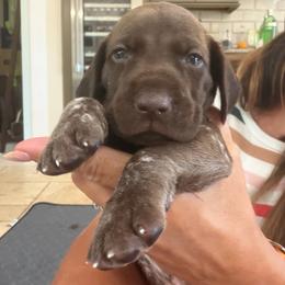 Sturgeon Moon - Liver and white male German Shorthaired Pointer puppy in San Antonio, Texas from Alvarado Farm Kennels, LLC