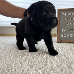 Boy 3 - Black Labrador Retriever puppy in Indiana from Little Yellow Creek Farms