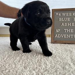 Boy 3 - Black Labrador Retriever puppy in Indiana from Little Yellow Creek Farms