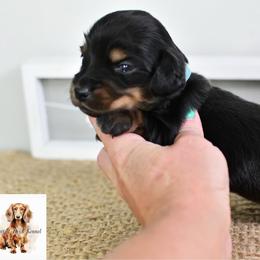Blue collar boy - Black and tan male Dachshund puppy in Empire, Alabama from Heart of Dixie Kennel