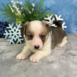 Dasher - Sable and white male American Corgi puppy in Waskom, Texas from Piney Woods Corgis