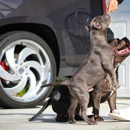 American Bully Puppies from Manuia Kennels