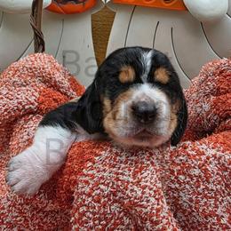 Squire - Black brown and white male Basset Hound puppy in Big Rapids, Michigan from Basket Hound Bassets