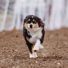 Wrennix - Australian Shepherd