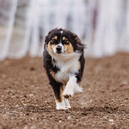 Wrennix - Australian Shepherd