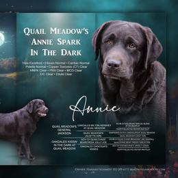 Annie - Labrador Retriever