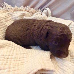 Zuzu - Chocolate female Labradoodle puppy in Bruceton Mills, West Virginia from Adonai Ra'ah Farms