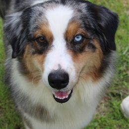 Dolly - Australian Shepherd
