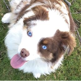 Essii - Miniature Australian Shepherd