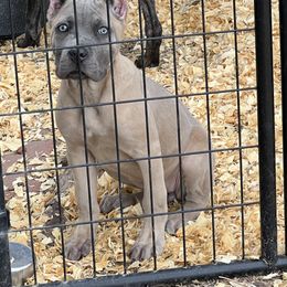 Girl 3 - Gray and fawn Cane Corso puppy in Granbury, Texas from Revolutions Kennel