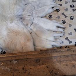 Yukon - White male German Shepherd puppy in Cleveland, Tennessee from Ocoee Valley German Shepherd Dogs