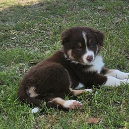 Australian Shepherd Puppies from Cali's Australian Shepherds