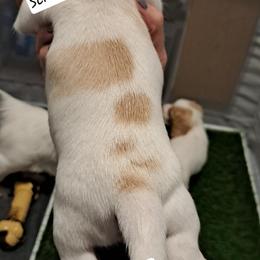 Dachshund Puppies from Schön Duchshund