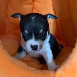 Susie - Black and white female Chihuahua puppy in Amity, Pennsylvania from Rhoda and Verna