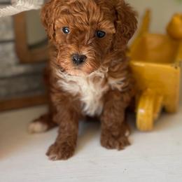 Belle (Purple Collar) - Red  female Poodle puppy in Ogden, Utah from Bells Poodles