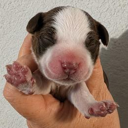 Gus Gus - Liver white and roan male English Springer Spaniel puppy in Fort White, Florida from Thunderbird Springers