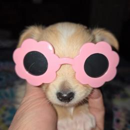 Stark - Fawn male Chihuahua puppy in Seneca, Missouri from Stephanie’s Puppy Colony