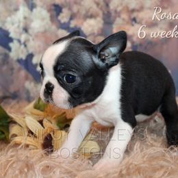 Girl 1- Rosali - Black and white female Boston Terrier puppy in North Central, Vermont from Windy Valley’s Bostons